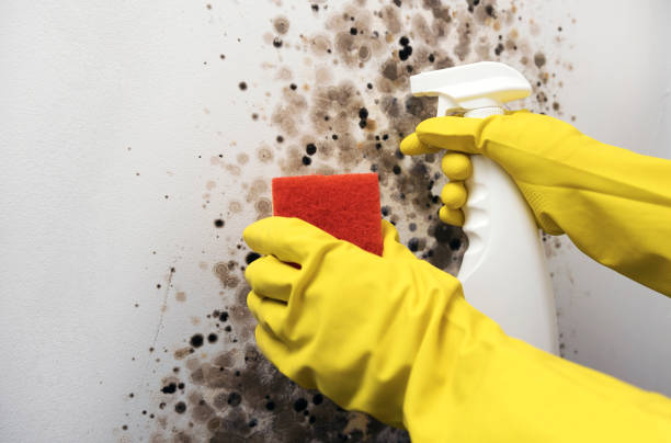 Best Toxic Mold Removal  in Fort Riley, KS